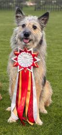 Hasenhirsch Katja (Keksy) (Ardenský bouvier)