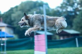 Hasenhirsch Katja (Keksy) (Ardenský bouvier)