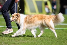 Tyriane Tarott Hafkins (Border kolie)