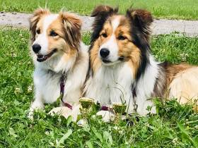 Tyriane Tarott Hafkins (Border kolie)