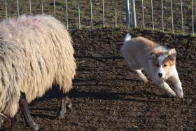 Tyriane Tarott Hafkins (Border kolie)