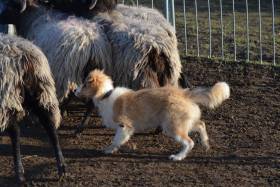 Tyriane Tarott Hafkins (Border kolie)