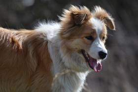 Tyriane Tarott Hafkins (Border kolie)