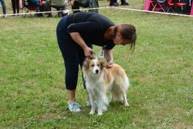 Tyriane Tarott Hafkins (Border kolie)