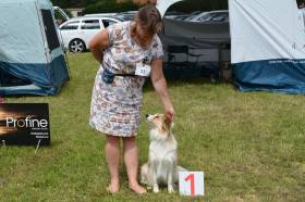 Tyriane Tarott Hafkins (Border kolie)