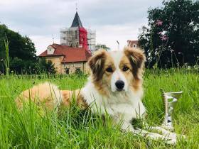 Tyriane Tarott Hafkins (Border kolie)