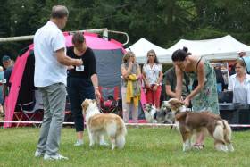 Tyriane Tarott Hafkins (Border kolie)