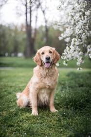 Bonnie Golden Linden (Zlatý retrívr)