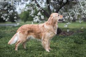 Bonnie Golden Linden (Zlatý retrívr)