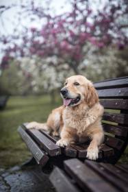 Bonnie Golden Linden (Zlatý retrívr)