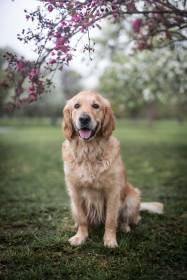 Bonnie Golden Linden (Zlatý retrívr)