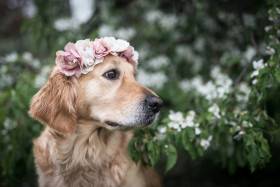 Bonnie Golden Linden (Zlatý retrívr)