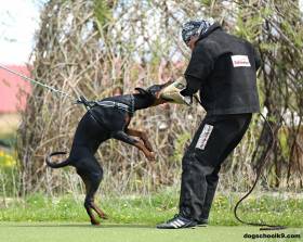 Jasmin Halit Paša (Dobrman)