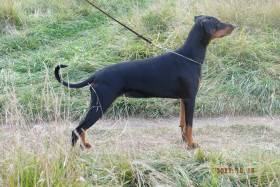 Jasmin Halit Paša (Dobrman)