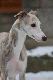 Anywaysmile Daylami Dreamfinder (Vipet)