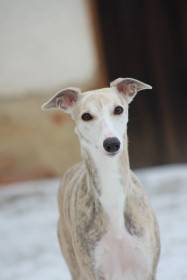 Anywaysmile Daylami Dreamfinder (Vipet)