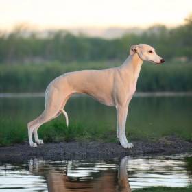 Ciri Rianon VIP Poppet (Vipet)