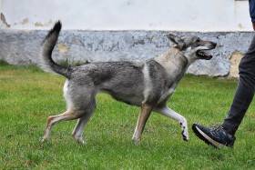 Abisko Dimma Ganymelo (Československý vlčák)