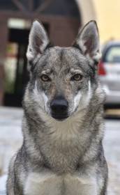 Abisko Dimma Ganymelo (Československý vlčák)