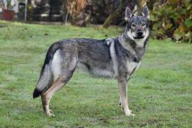 Wicca Valkýra s Divokou krví (Československý vlčák)