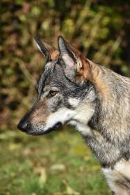 Wicca Valkýra s Divokou krví (Československý vlčák)