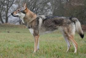 Aegir Rexxar Vlčí štěstí (Československý vlčák)