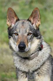 Aegwynn Drina Aeghyra (Československý vlčák)