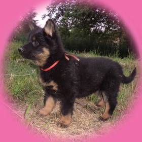 Amy Goxian (Chodský pes)