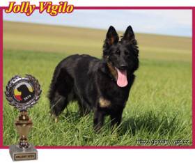 Jolly Vigilo (Chodský pes)