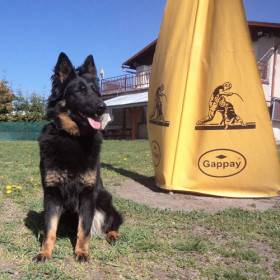 Jolly Vigilo (Chodský pes)