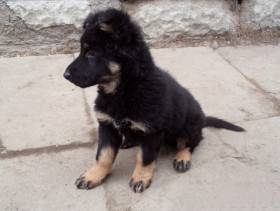 Jolly Vigilo (Chodský pes)