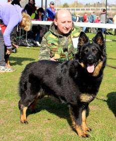 Jolly Vigilo (Chodský pes)