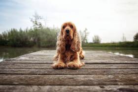 Claire Daisyline (Anglický kokršpaněl)