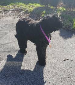 Shanna Sokrovische Rusi (Černý ruský teriér)