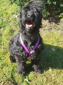 Shanna Sokrovische Rusi (Černý ruský teriér)