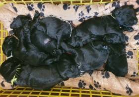 Shanna Sokrovische Rusi (Černý ruský teriér)