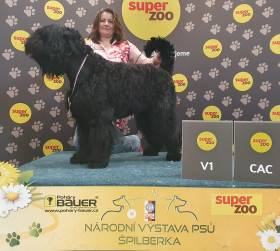 Ciri Vanilka Czert (Černý ruský teriér)