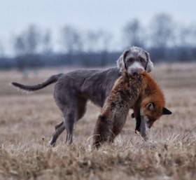 Fearless Hunter Chili (Slovenský hrubosrstý ohař)