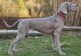 Fearless Hunter Chili (Slovenský hrubosrstý ohař)