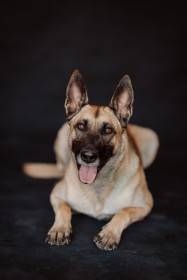 Císařovna z Kristova (Belgický ovčák Malinois)