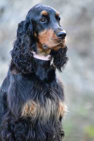 Ayra Dorcanell (Gordonsetr)