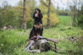 Ayra Dorcanell (Gordonsetr)