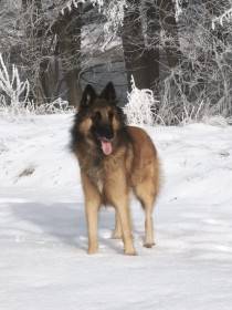 Erin Dog Arabat (Belgický ovčák Tervueren)