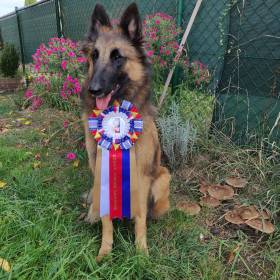 Erin Dog Arabat (Belgický ovčák Tervueren)