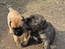 Devona Z Dunajských Luhov (Bulmastif)