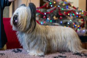 CZ CH Hanahpu Bohemia Čoko (Skajteriér)