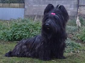 Juliet Sagasky Bohemia Čoko (Skajteriér)