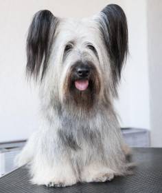 CZ JCH Sagasky Intergalactic Sonata (Skajteriér)