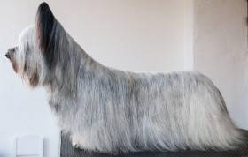 CZ JCH Sagasky Intergalactic Sonata (Skajteriér)