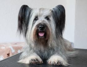 CZ JCH Sagasky Intergalactic Sonata (Skajteriér)